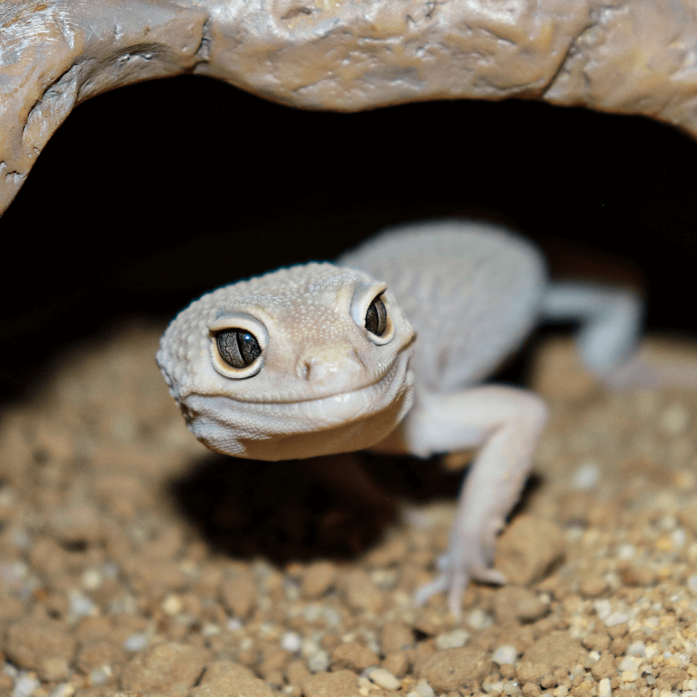 Leopard gecko, Eublepharis macularius