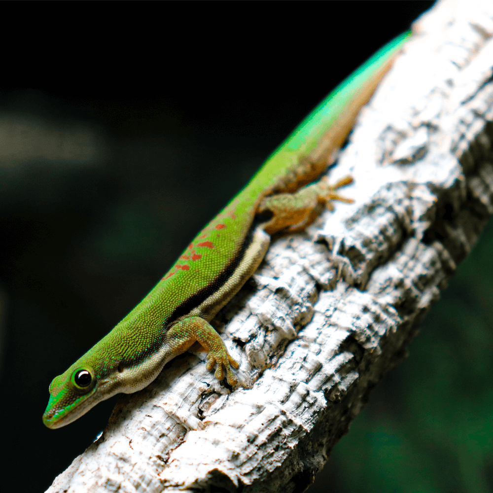Lined day gecko, Phelsuma lineata