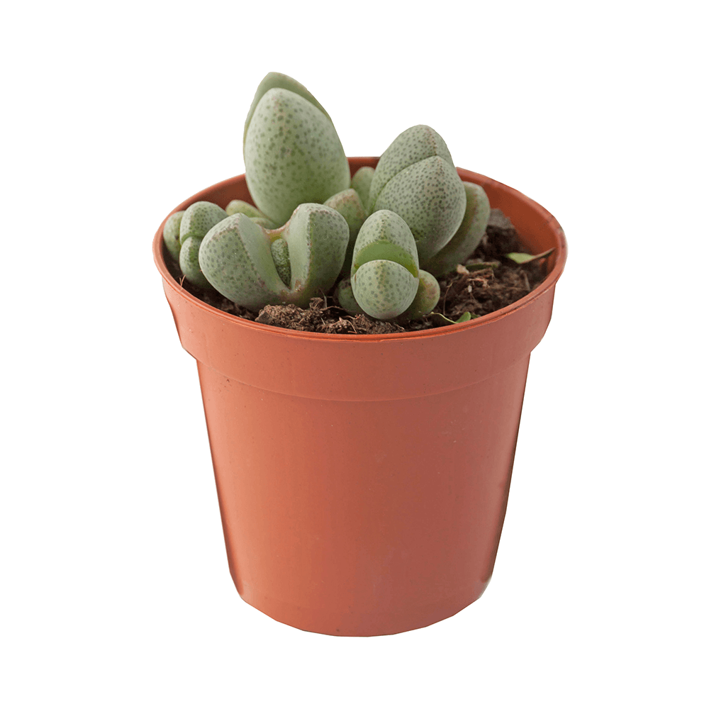 Living stones, Lithops