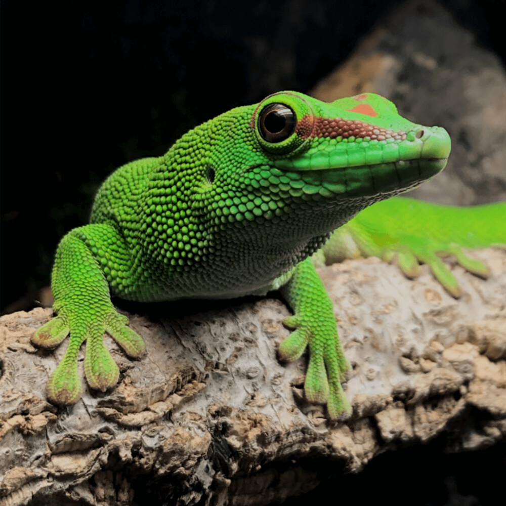 Madagascan giant day gecko, Phelsuma grandis