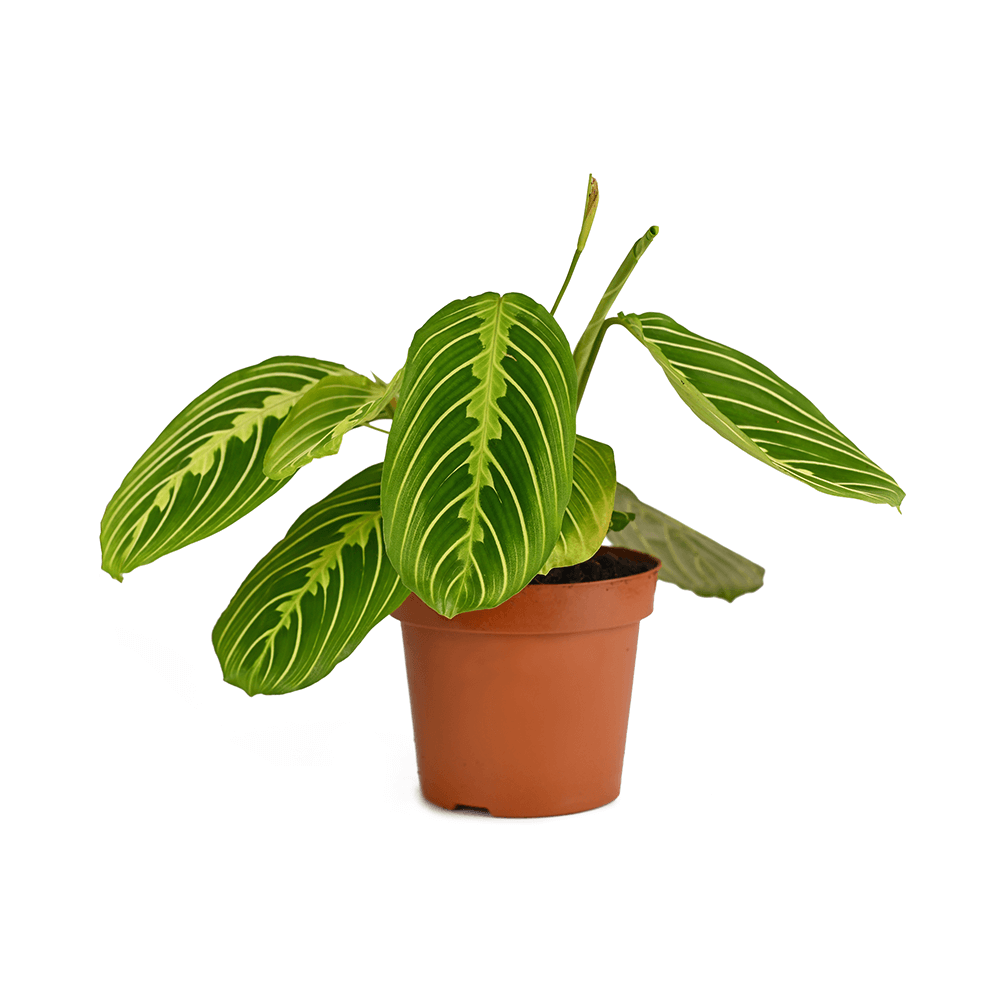 Prayer plant, Maranta