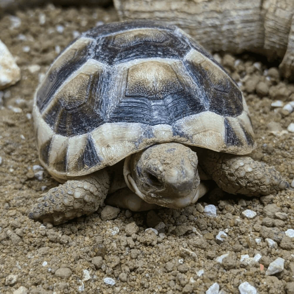Marginated tortoise, Testudo marginata