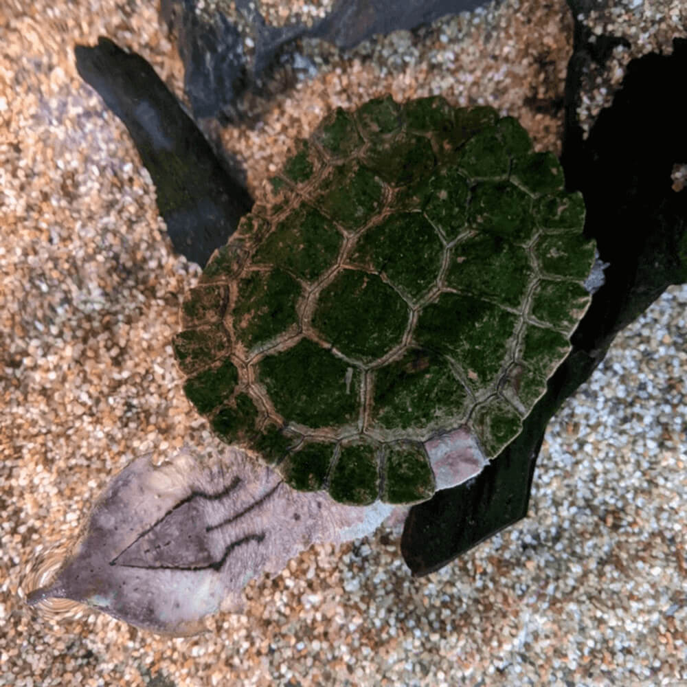 Mata mata turtle, Chelus fimbriata