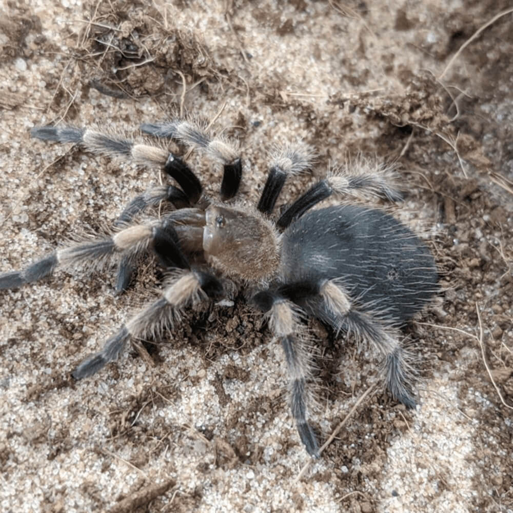Mexican red knee tarantula, Brachypelma hamorii