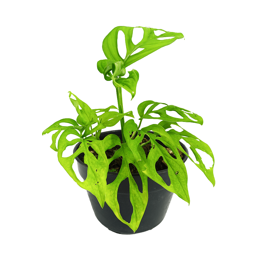 Monkey mask plant, Monstera adansonii