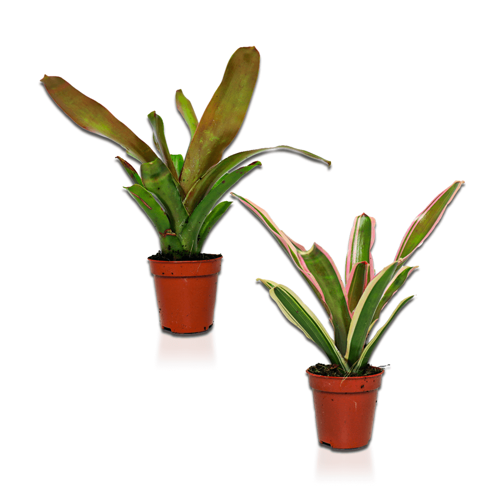 Fireball bromeliad, Nidularium 'Fireball'