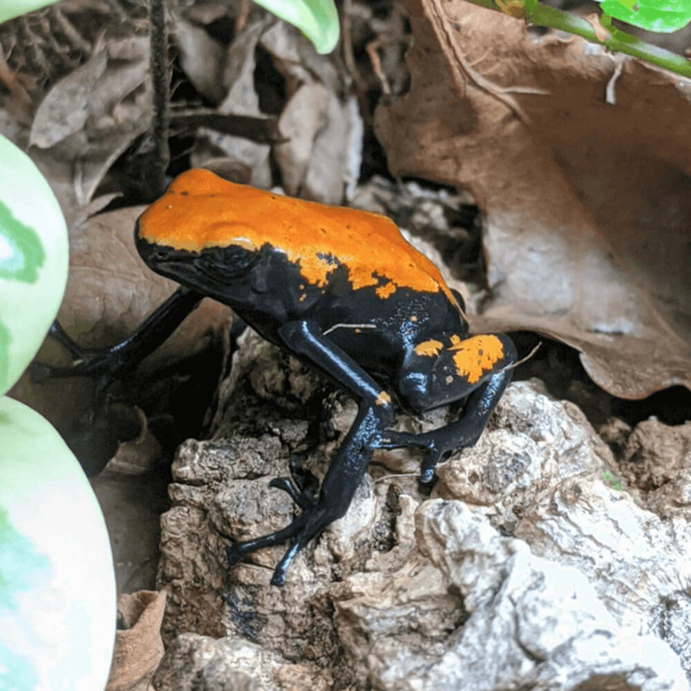 Orange splashback dart frog, Adelphobates galactonotus 'orange'