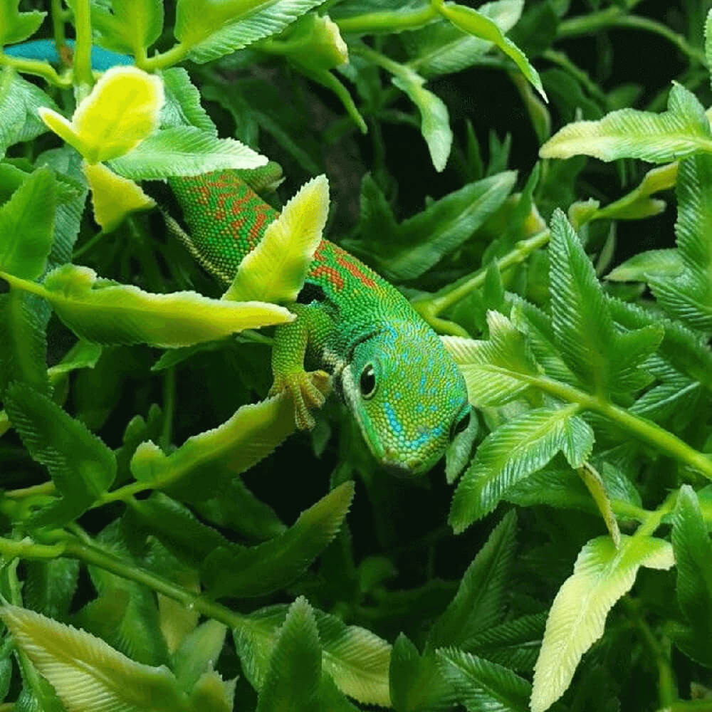 Peacock day gecko, Phelsuma quadriocellata