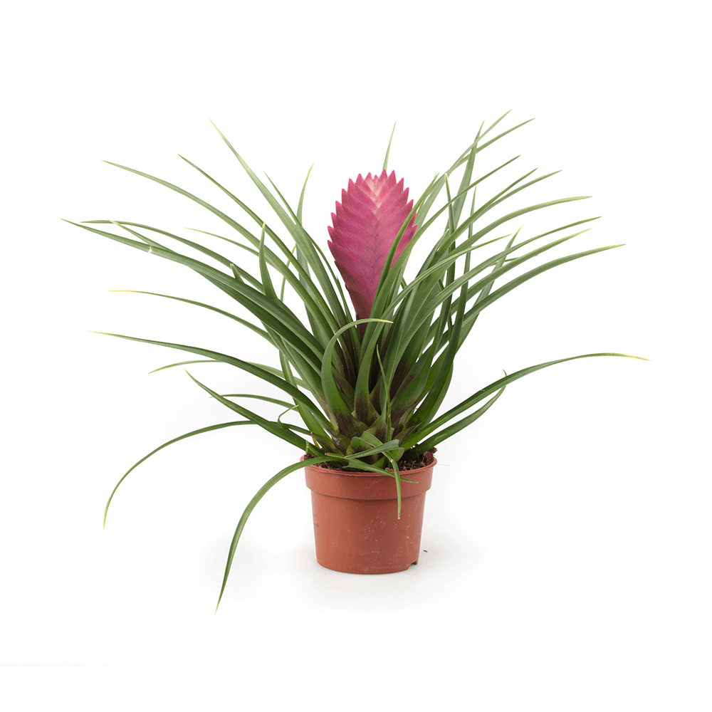 Pink quill bromeliad, Wallisia cyanea