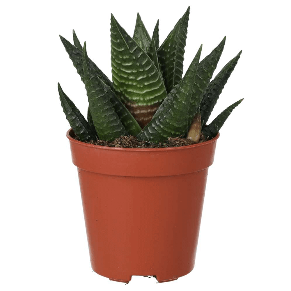 Fairy Washboard, Haworthia limifolia