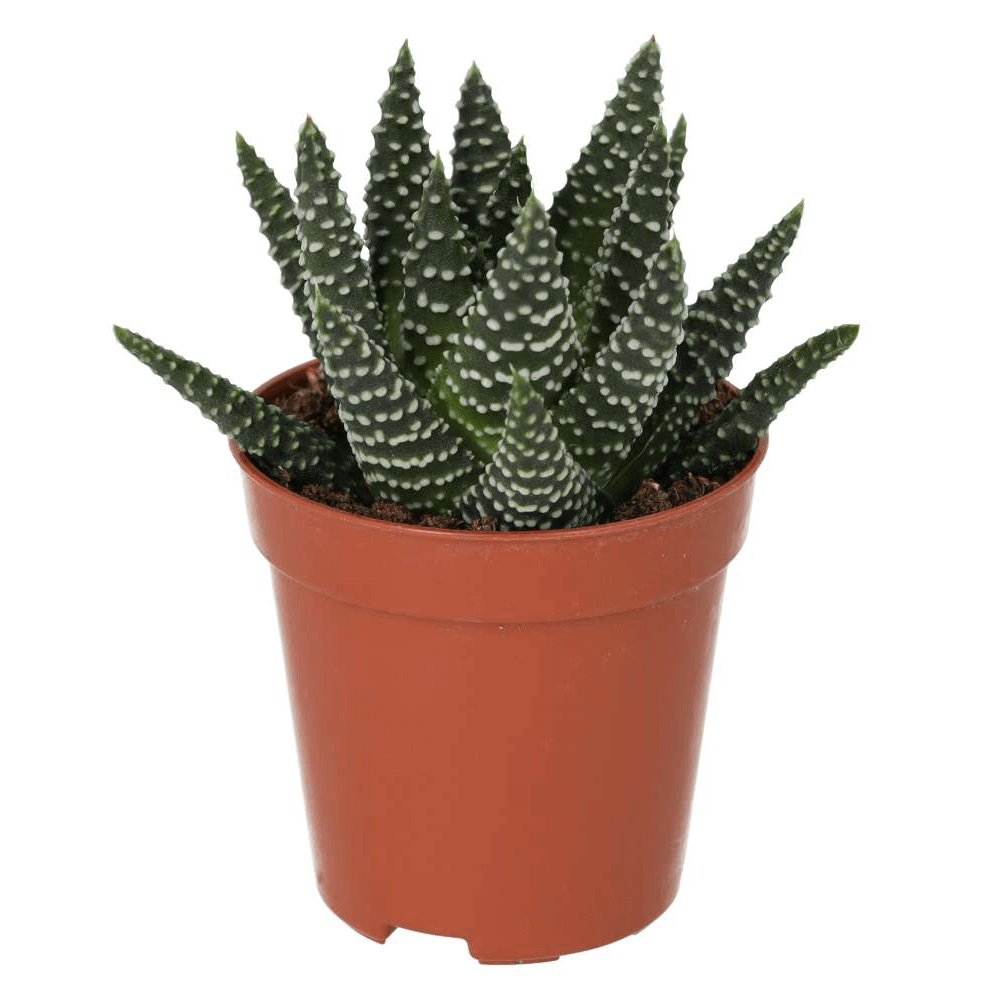 Pearl Plant, Haworthia margaritifera