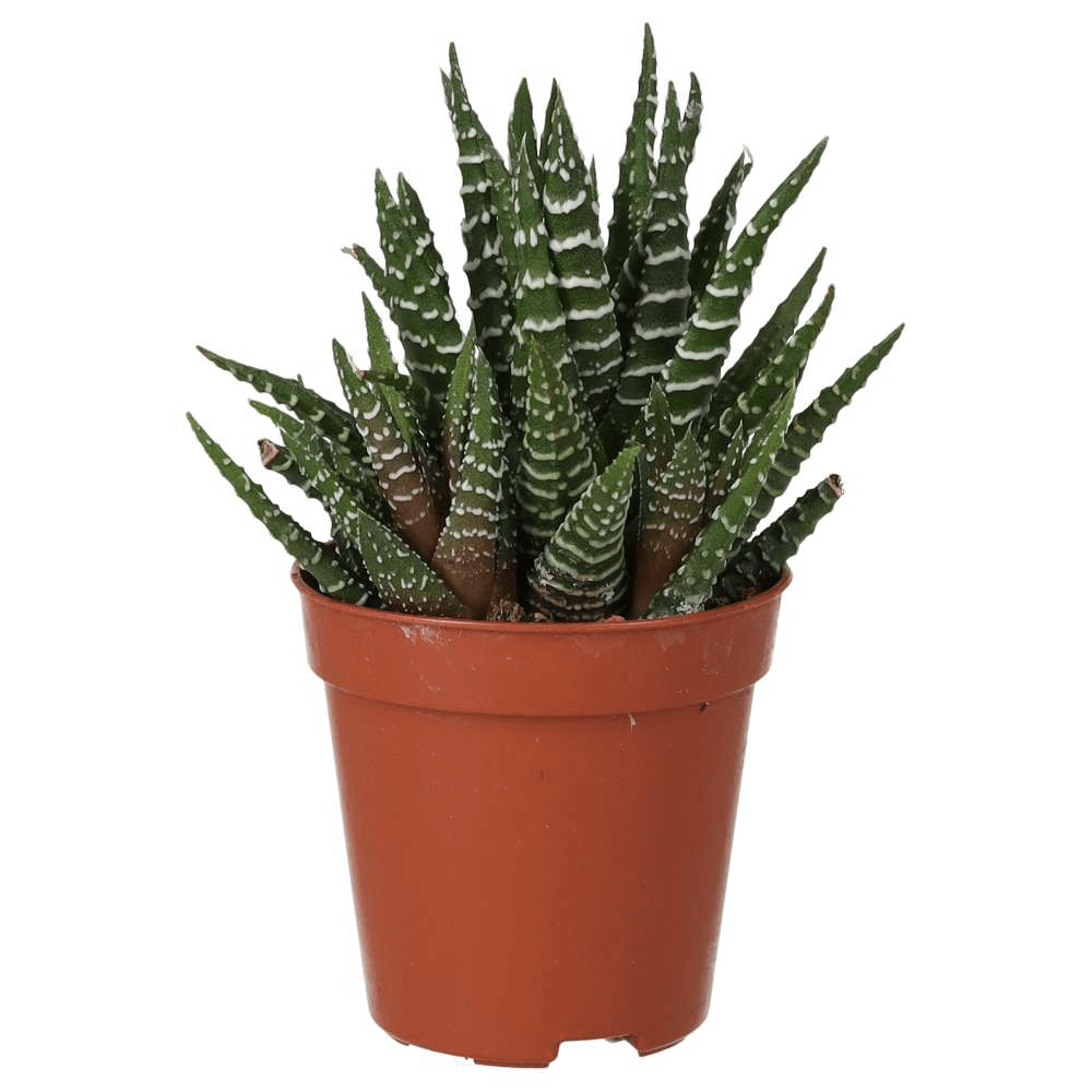 Zebra Plant, Haworthiopsis attenuata