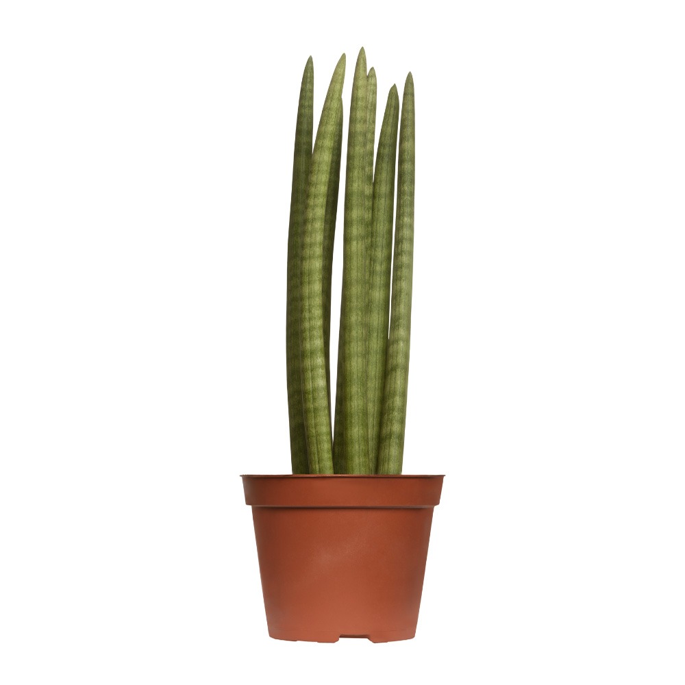 Candle Succulent, Senecio articulatus