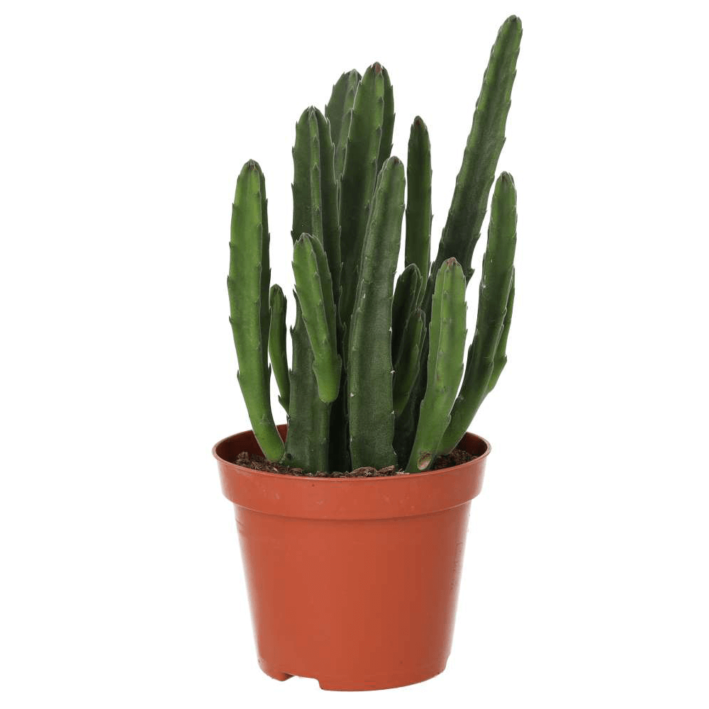 Bell Succulent, Stapelia leendertziae
