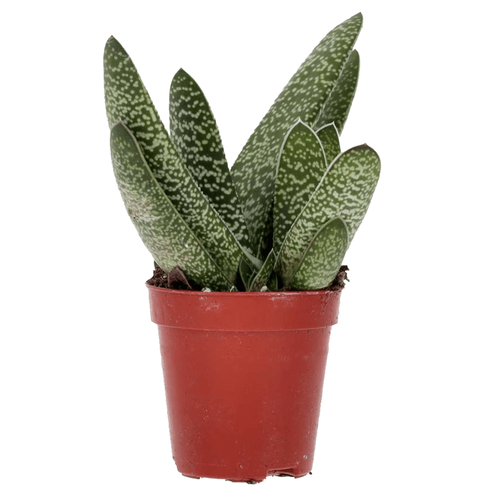 Ox Tongue Gasteria, Gasteria sp.