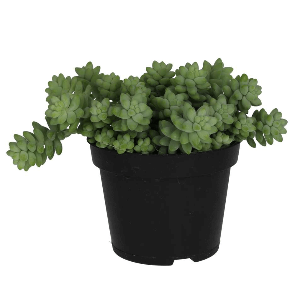Donkey's Tail, Sedum morganianum