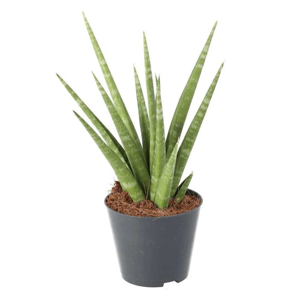 Snake Plant, Sansevieria 'Fernwood'