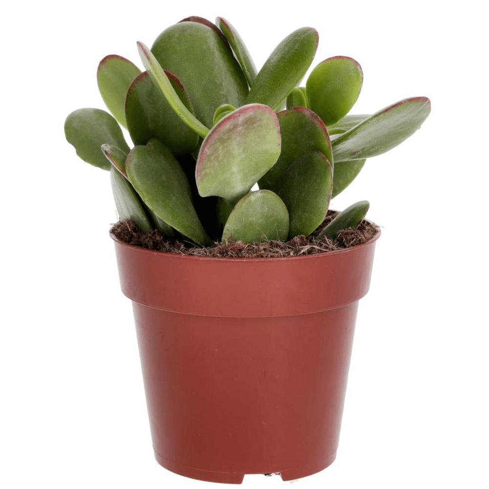 Jade Plant Mix, Crassula ovata