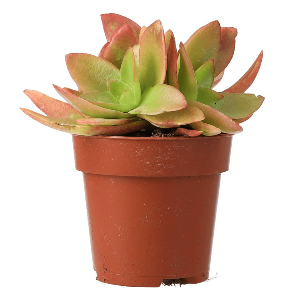 Jade Plant 'Fire', Crassula capitella 'Campfire'