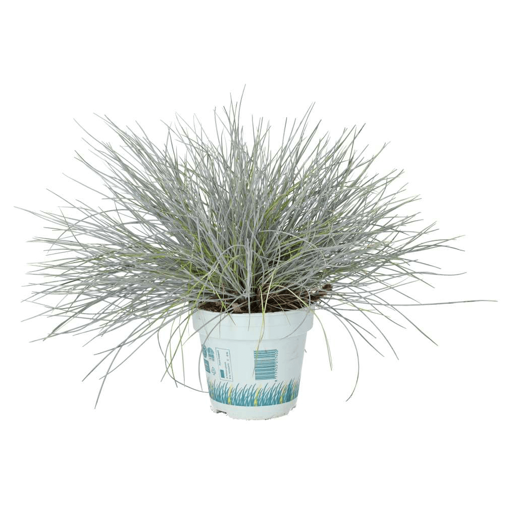 Blue Dwarf Grass, Festuca glauca