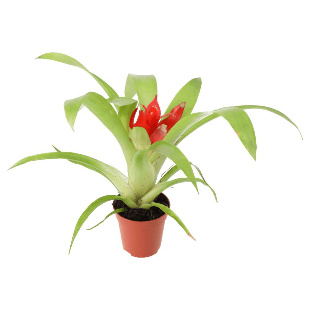 Bromeliad ‘Mixed Colours’, Bromeliaceae spp.