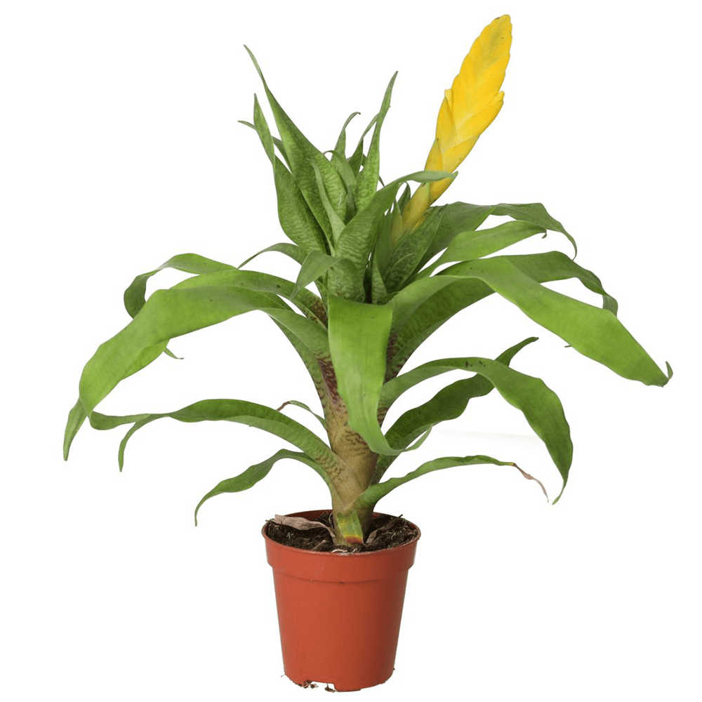 Yellow Spike Bromeliad, Guzmania lingulata