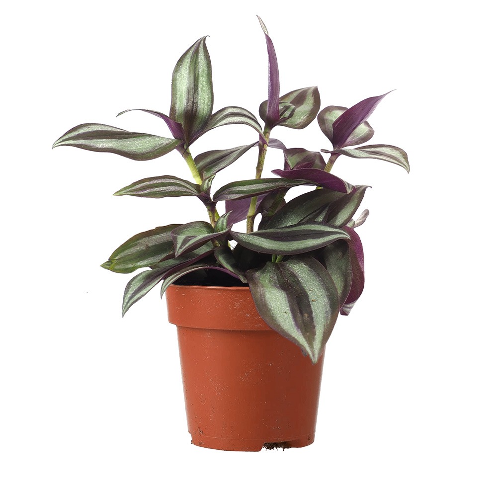 Inch Plant 'Purple', Tradescantia zebrina