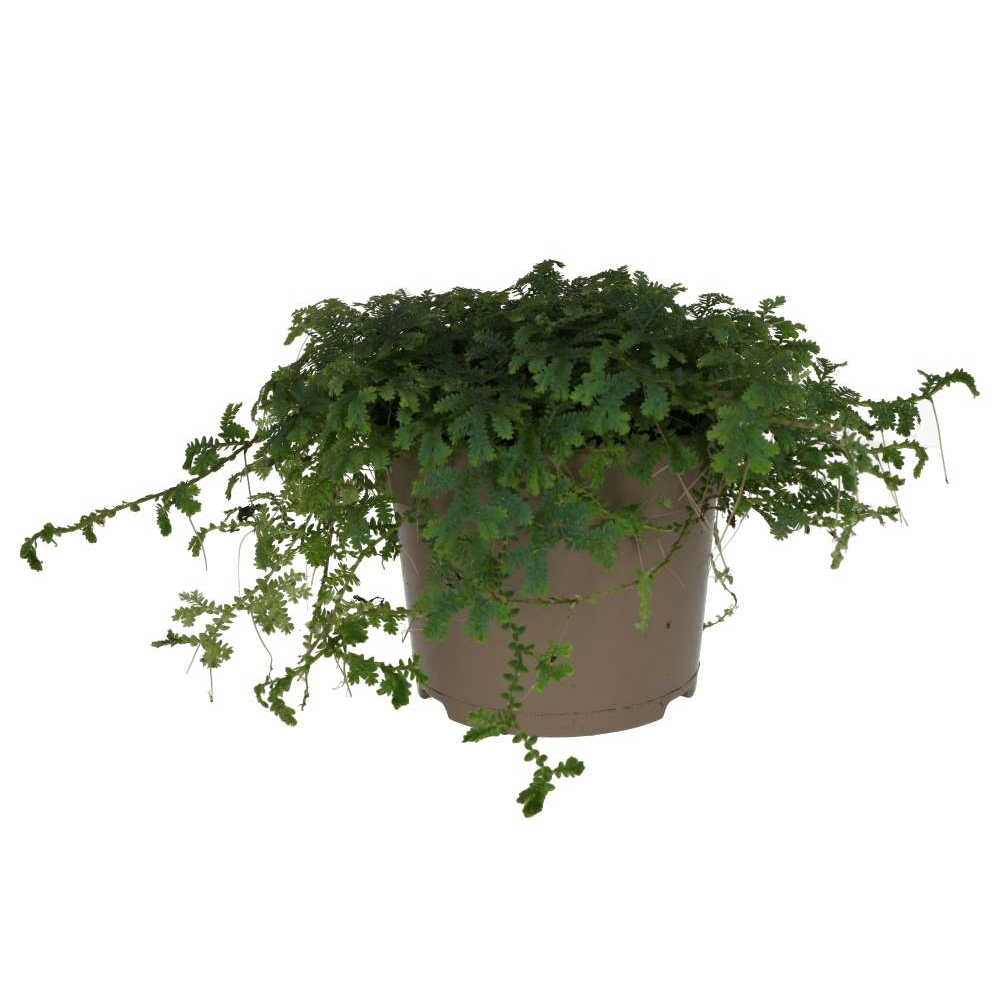 Peacock Spikemoss, Selaginella uncinata
