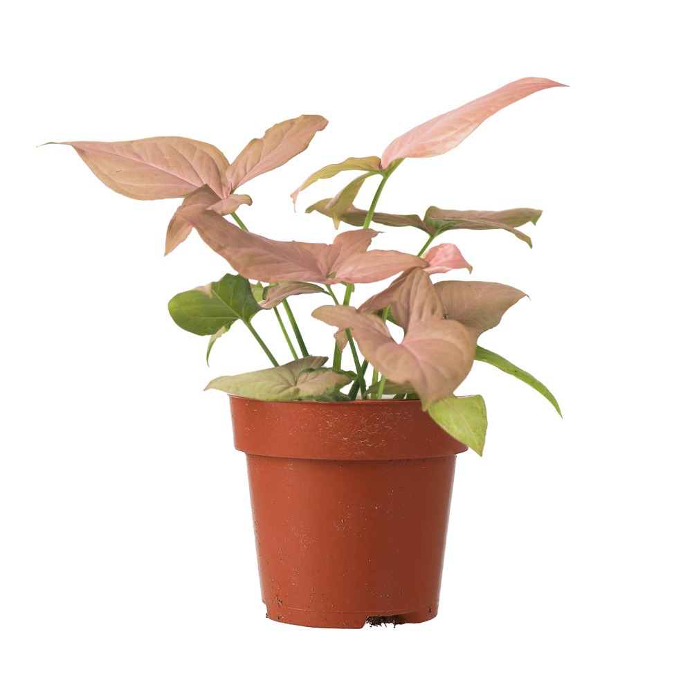 Arrowhead Vine 'Pink', Syngonium podophyllum