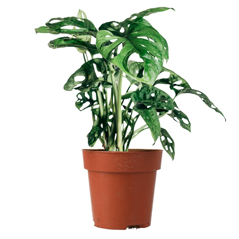 Swiss Cheese Plant, Monstera deliciosa