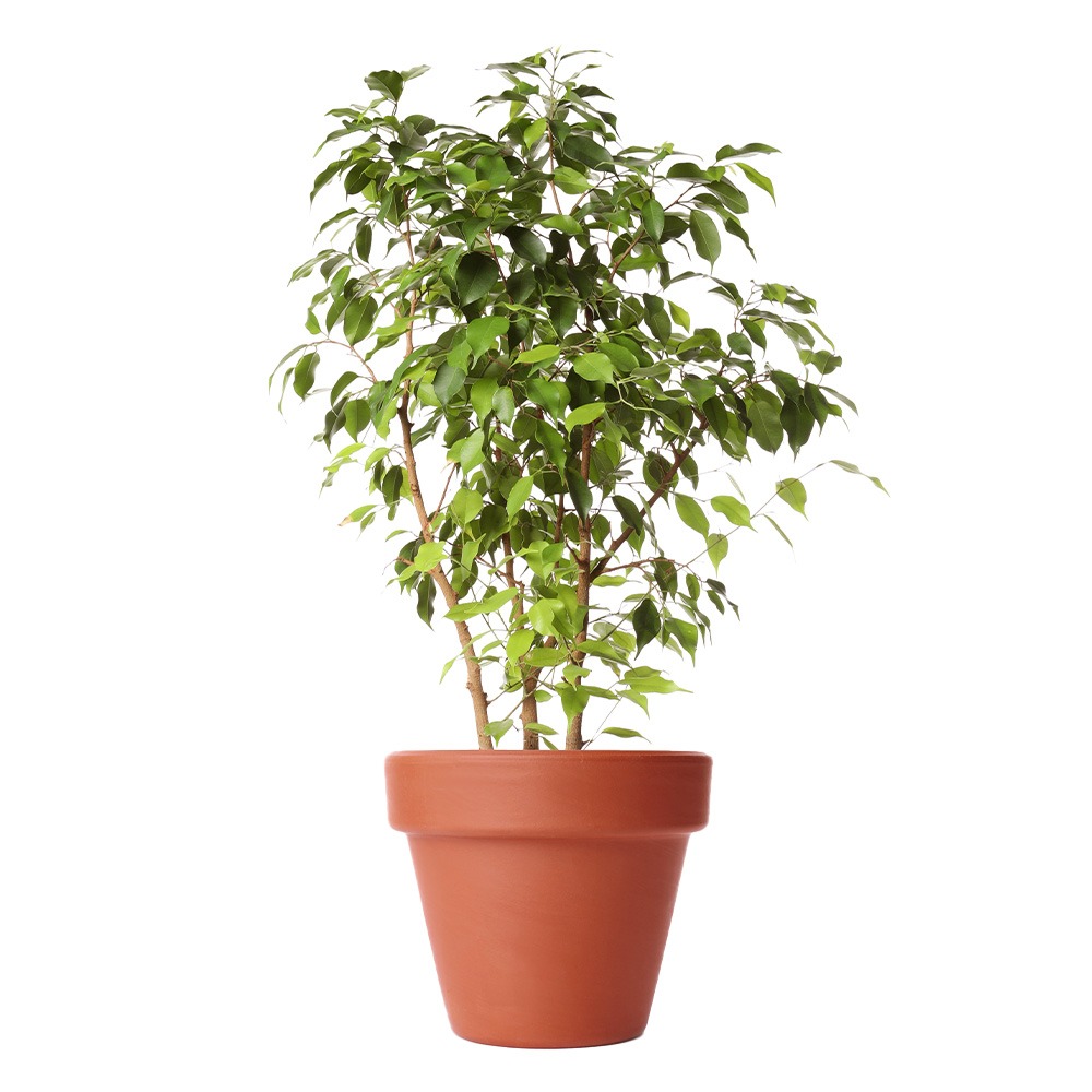 Large Leaf Creeping Fig, Ficus pumila quercifolia