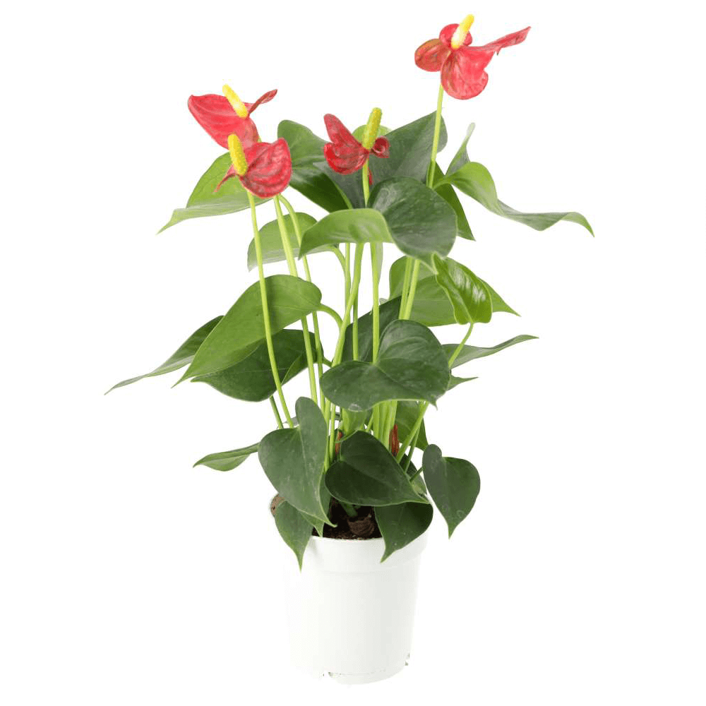Flamingo Flower, Anthurium andraeanum
