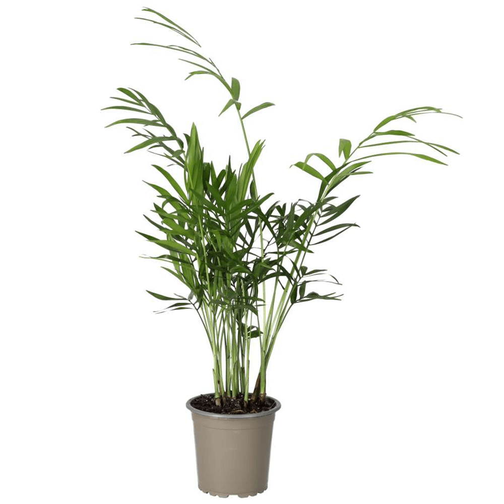 Parlour Palm, Chamaedorea elegans