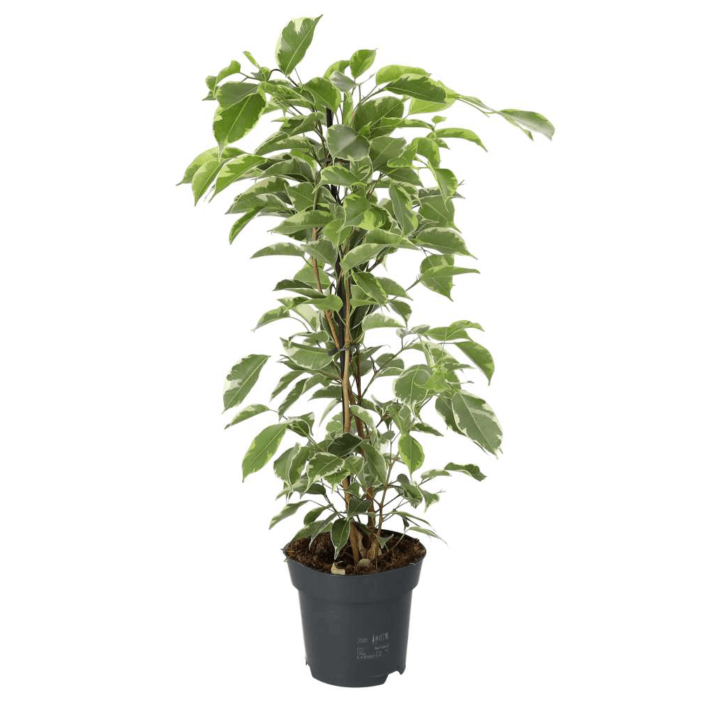Weeping Fig, Ficus benjamina
