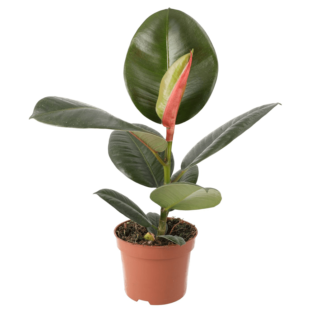 Rubber Plant Ficus elastica