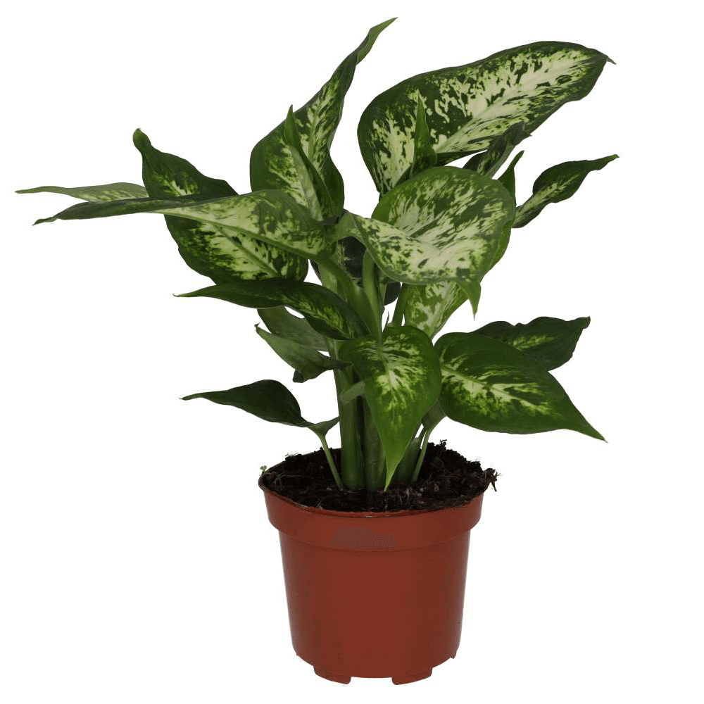 Dumb Cane, Dieffenbachia seguine