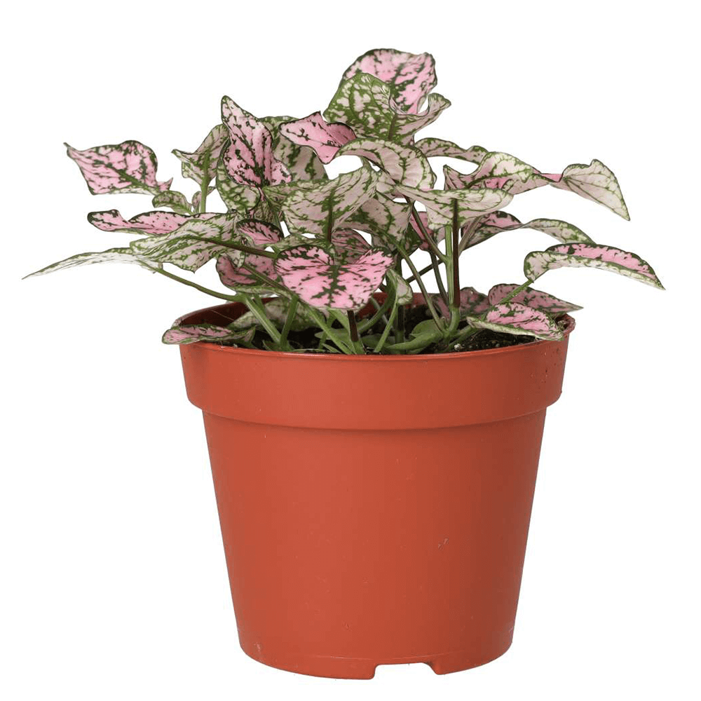 Polka Dot Plant, Hypoestes phyllostachya