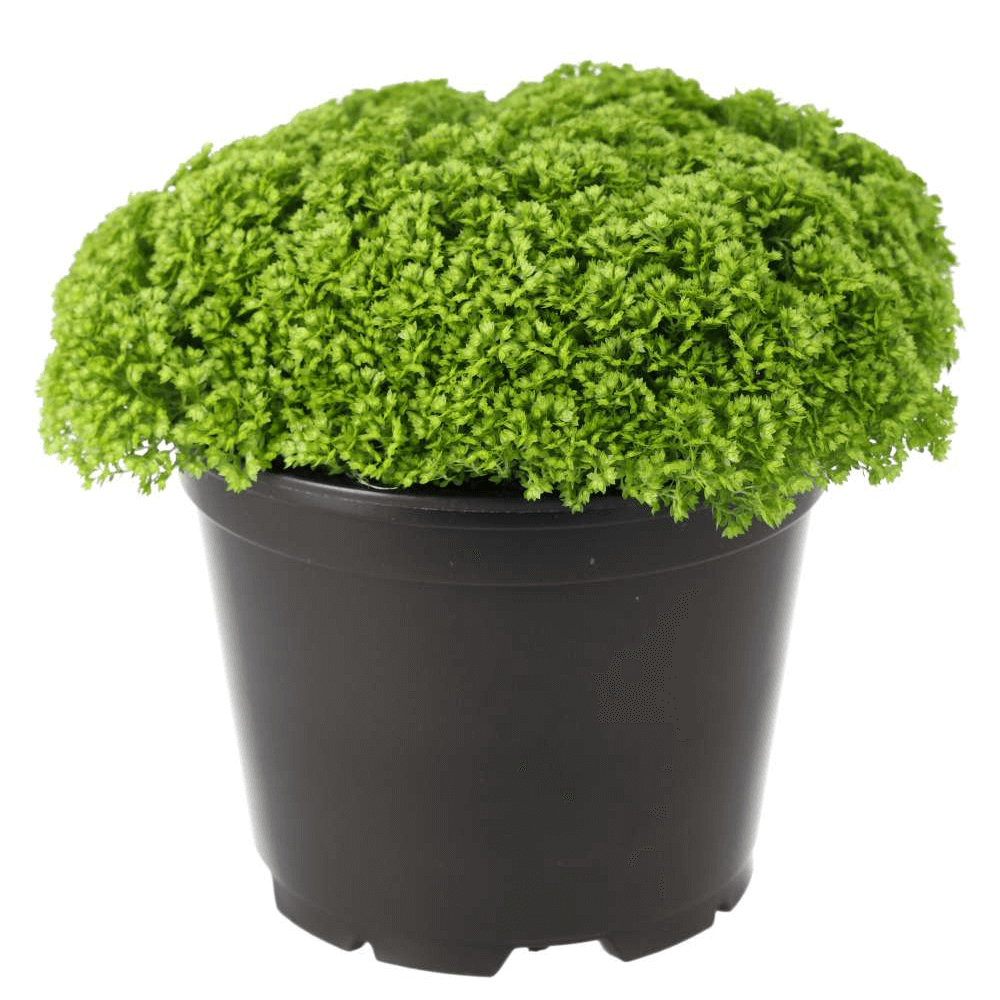 Meadow Spikemoss, Selaginella apoda