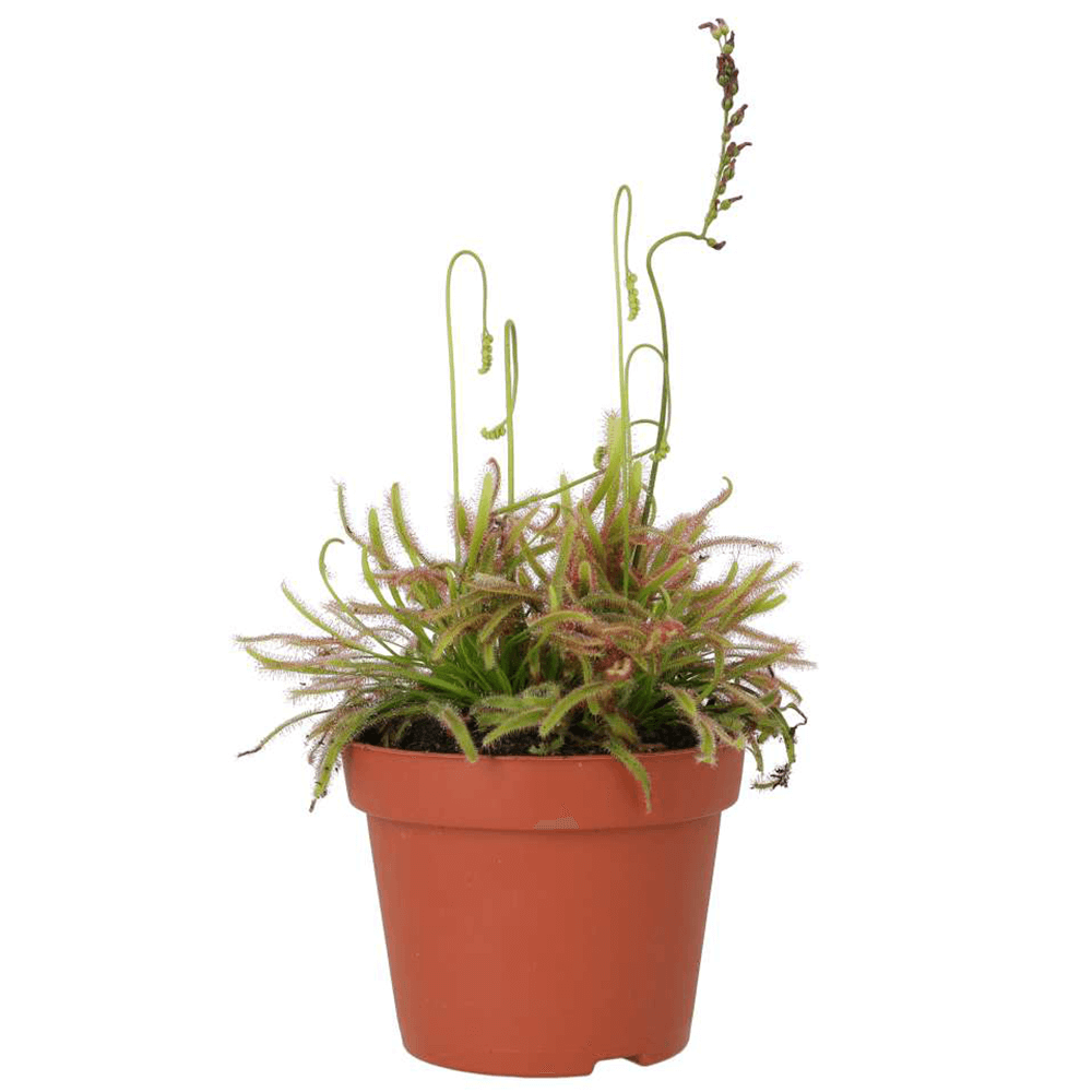 Cape Sundew, Drosera capensis