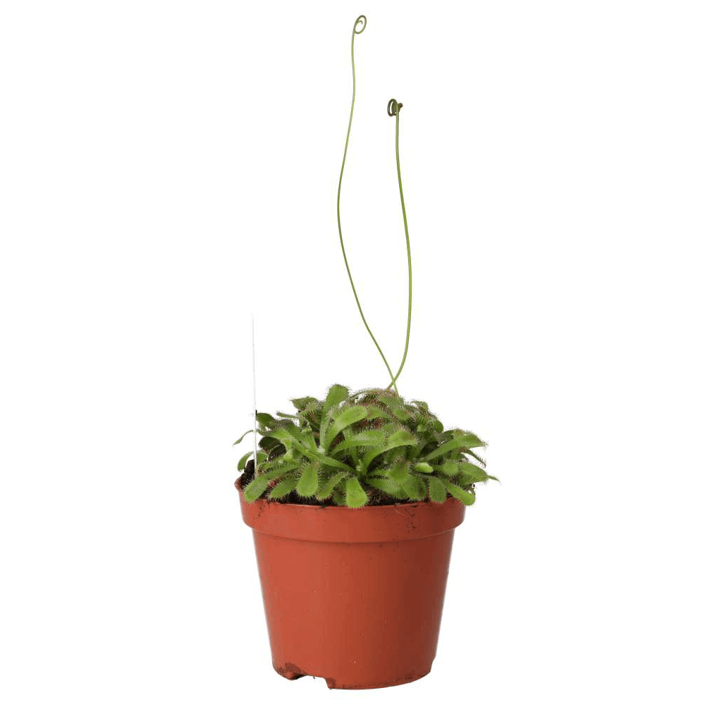 Alice Sundew, Drosera aliciae