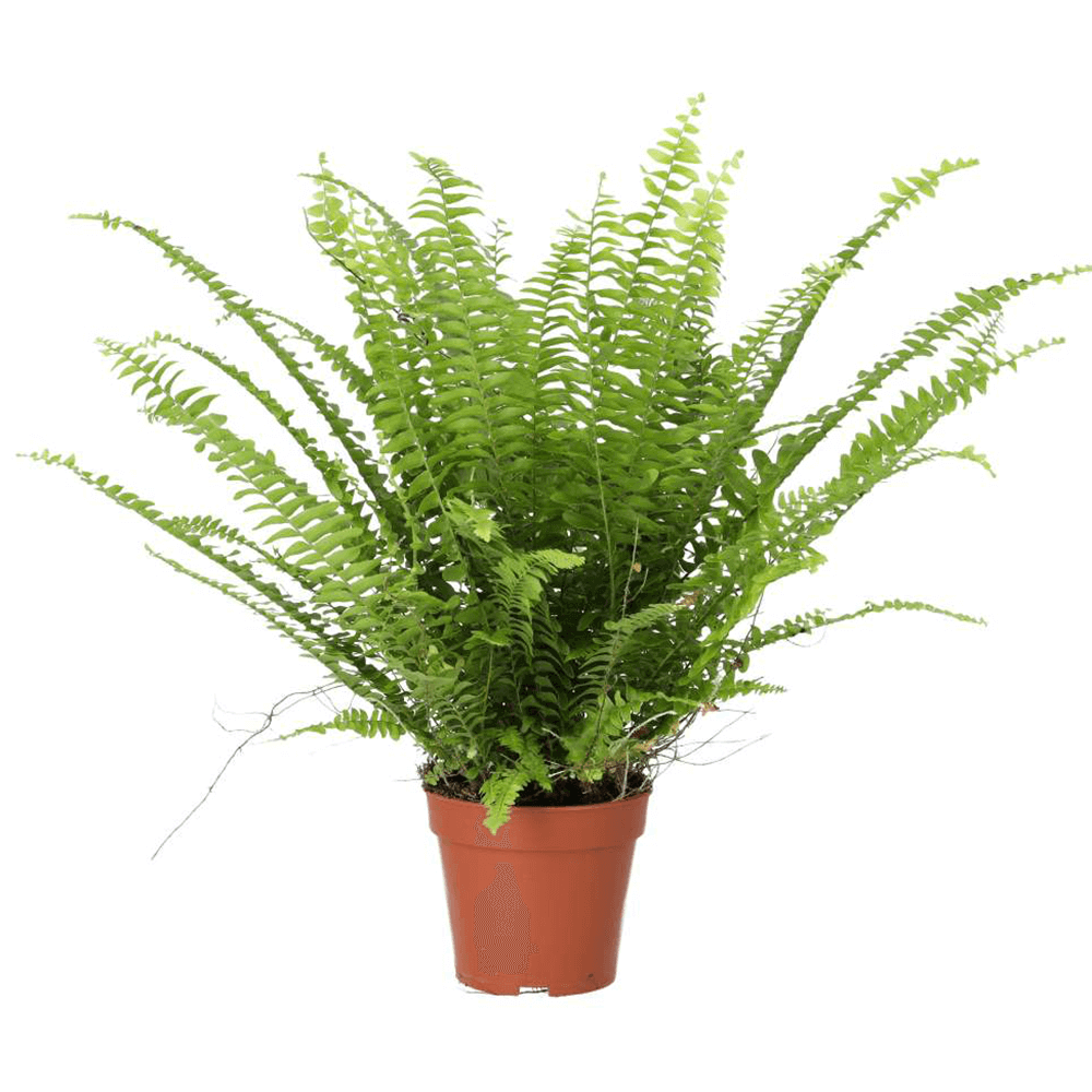 Boston Fern, Nephrolepis exaltata