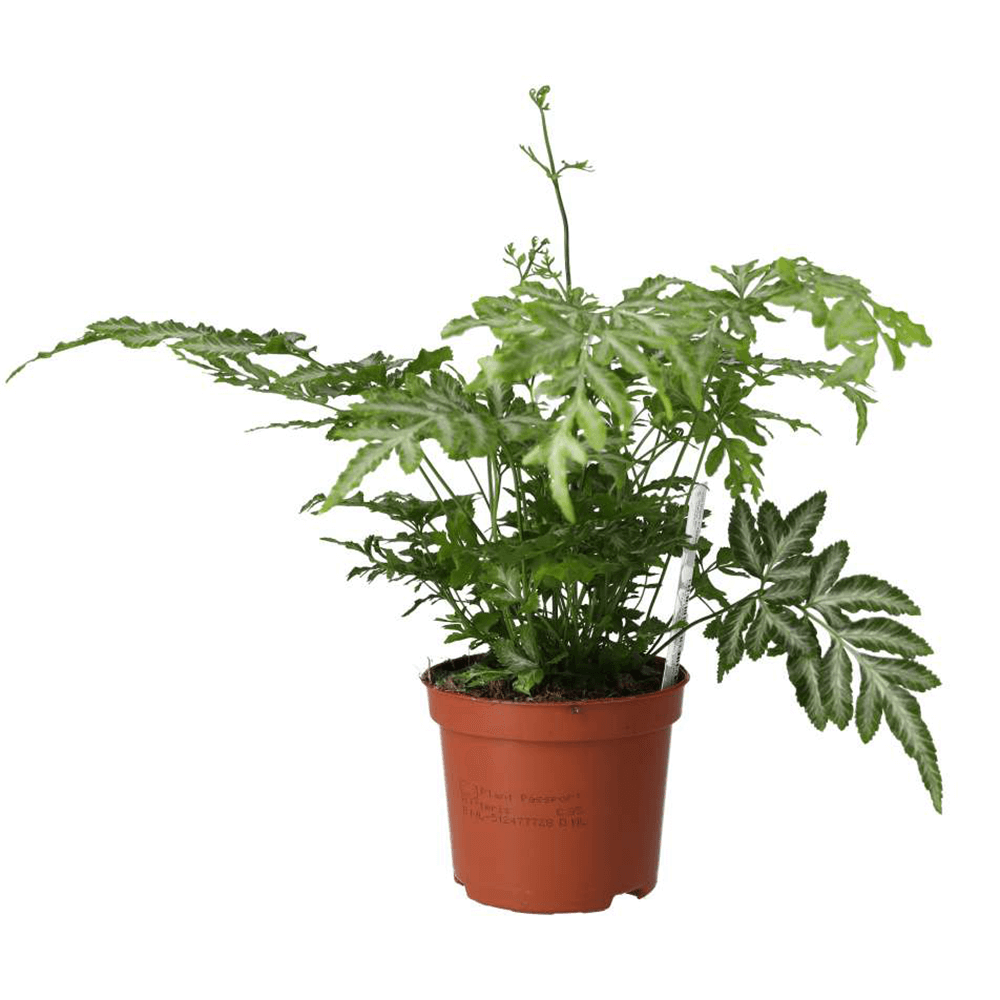 Brake Fern, Pteris ensiformis 'Evergemiensis'