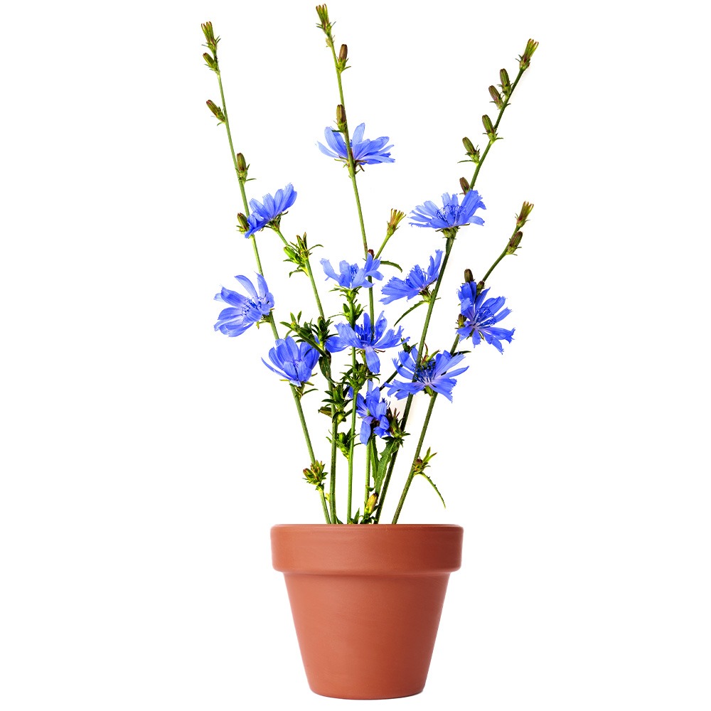 Wild Chicory, Cichorium intybus