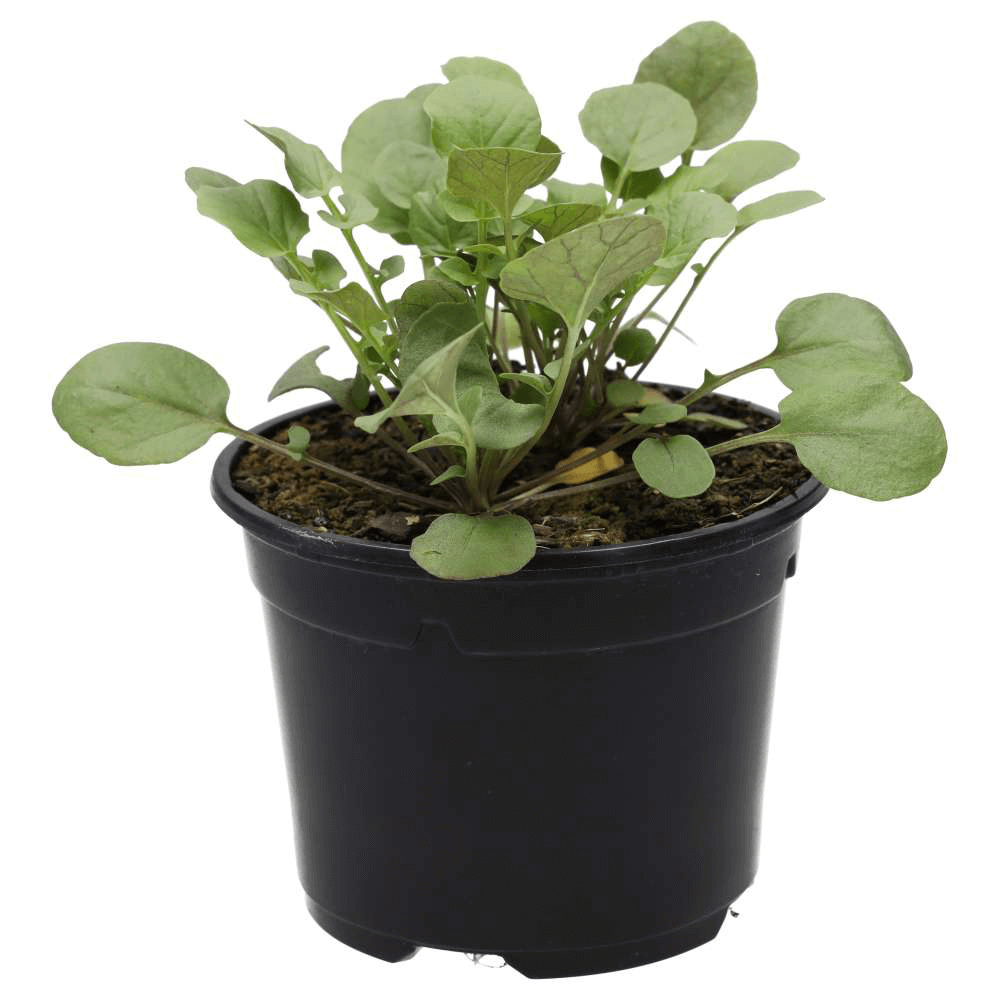 Land Cress, Barbarea verna
