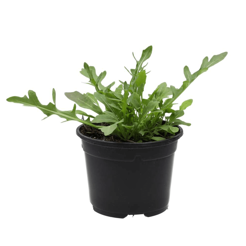 Wild Rocket, Diplotaxis tenuifolia