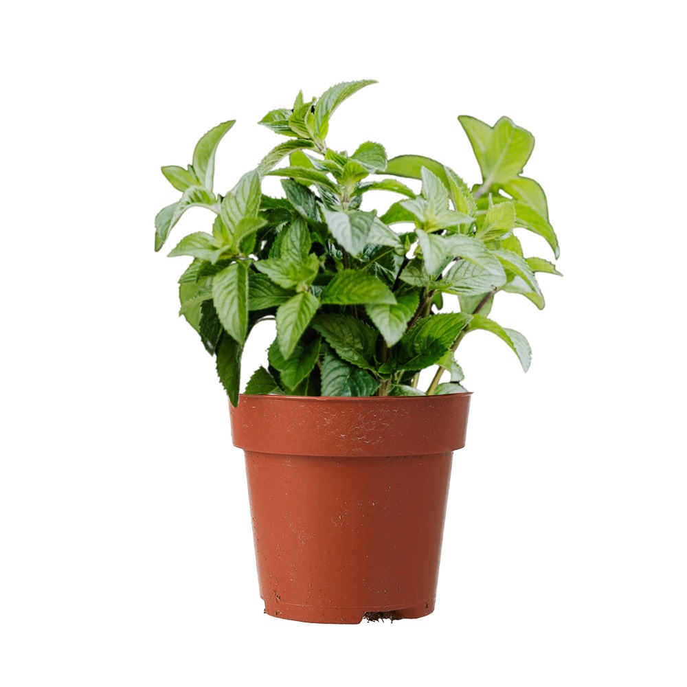 Spearmint, Mentha spicata
