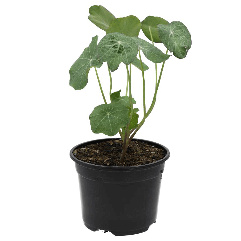 Nasturtium, Tropaeolum majus