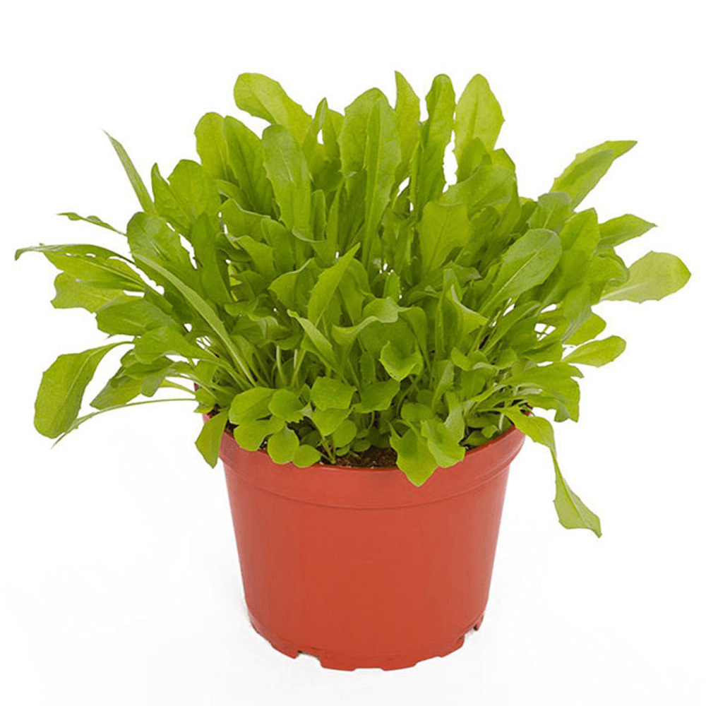 Dandelion, Taraxacum officinale