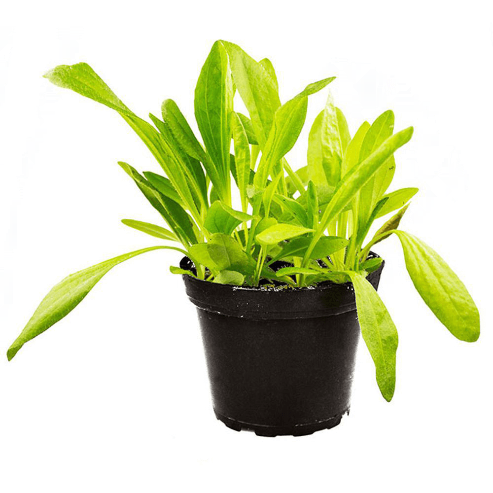 Plantain, Plantago major