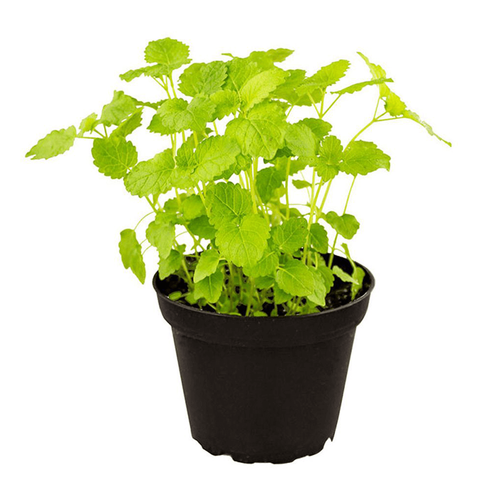Lemon Balm, Melissa officinalis